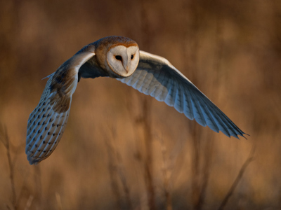 Early Morning Barn Owl
