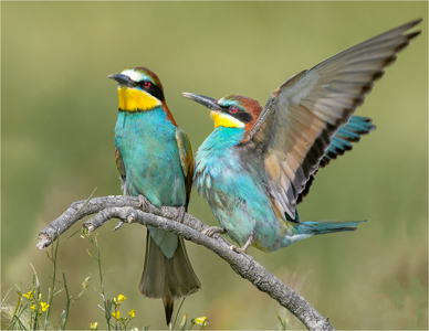 Bee-Eaters