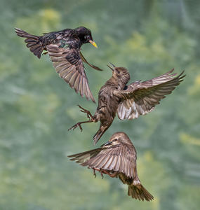 Starling Skirmish