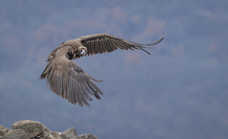 Black Vulture In Flight