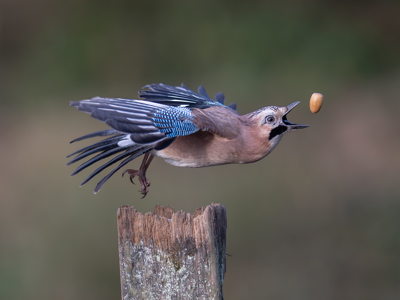 Jay Juggling With An Acorn
