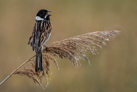 Reed Bunting Calling