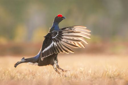 Black Grouse Leaping