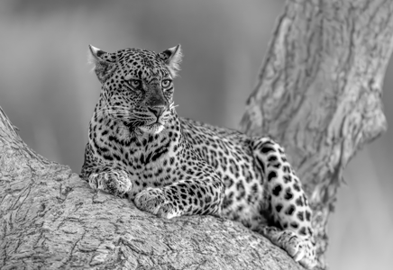 The Leopards Pose 1896