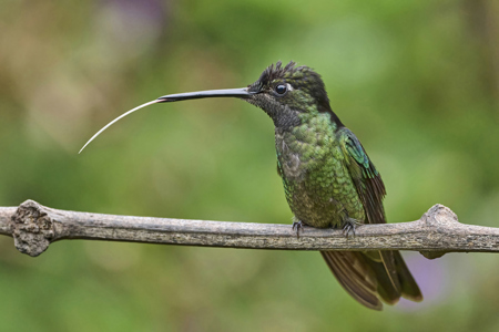 Talamanca Hummingbird