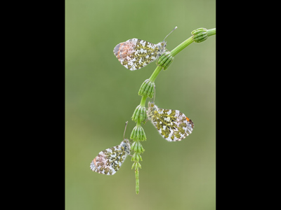 Orange Tip Butterfly Trio