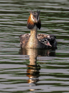 Great Crested Grebe With Chicks.