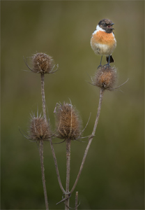 Stonechat On Teasel