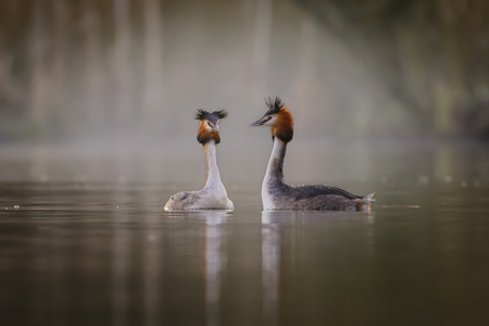 Misty Morning Grebes