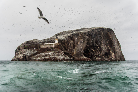 Bass Rock Birds