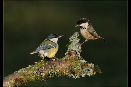 Coal Tit And Great Tit Greeting