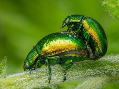 Mint Leaf Beetles