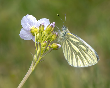 Resting Green-Veined White
