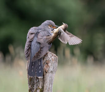 Aggressive Sedge Warbler