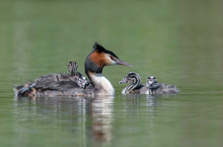 Crested Grebe With Young