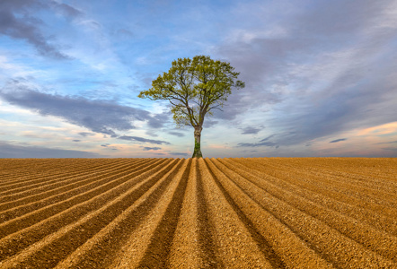The Potato Field