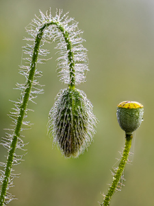 Poppy Bud And Seed Pod