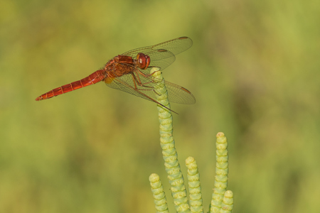 Scarlet Dragonfly