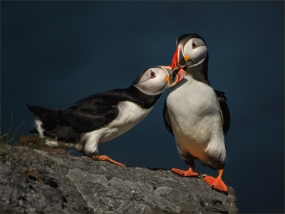Puffin Tenderness