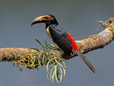 Collared Aracari