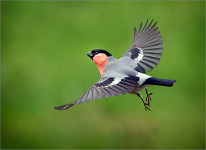 Male Bullfinch Taking Off