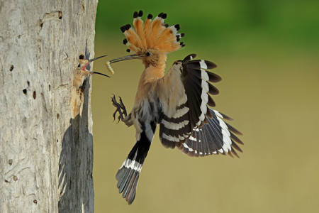 Hoopoe Passes Grub