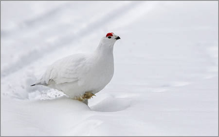 Willow Grouse In Deep Snow
