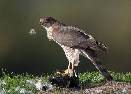 Female Sparrowhawk With Kill