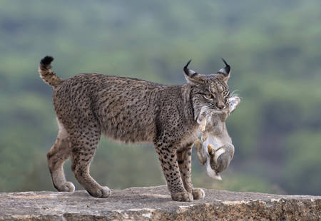 Wild Lynx With Prey