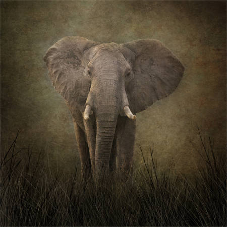 EMERGING ELEPHANT