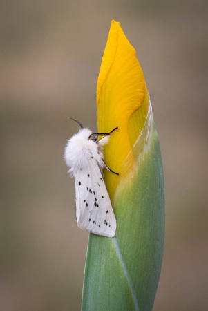 White Ermine