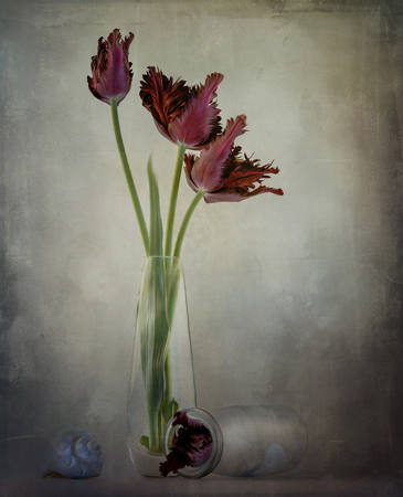 Parrot Tulips
