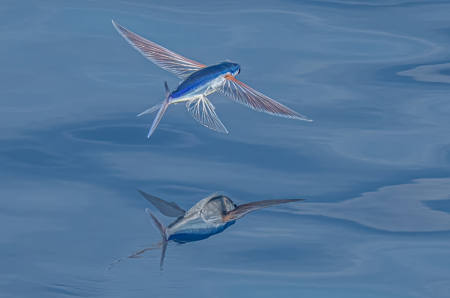 Flying Fish Gliding Over The Sea