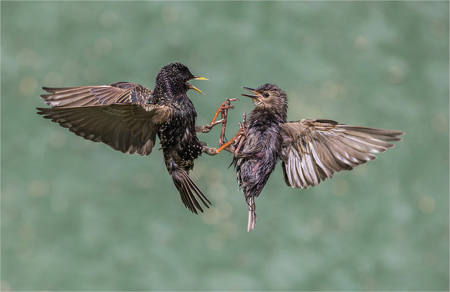 Strictly Starlings