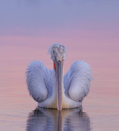 Dalmation Pelican At Dawn