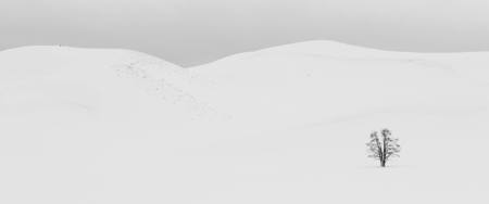 Winter Landscape