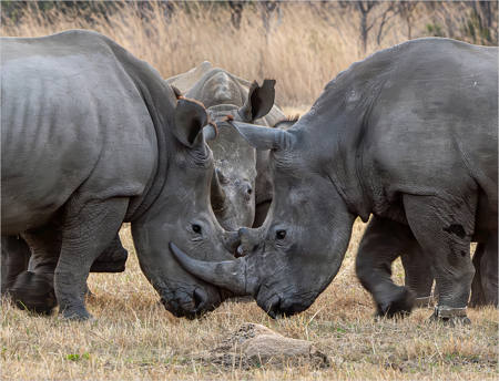 White Rhino Scrum