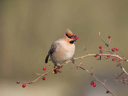 Waxwing Eating The Last Of The Berries