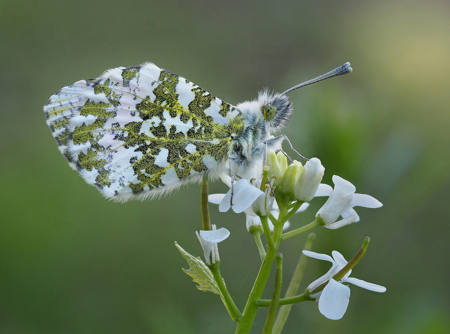 Orange Tip On Alliaria