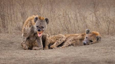 The Snarling Hyena