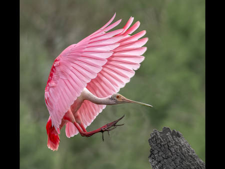 Roseate Spoonbill Coming In To Land