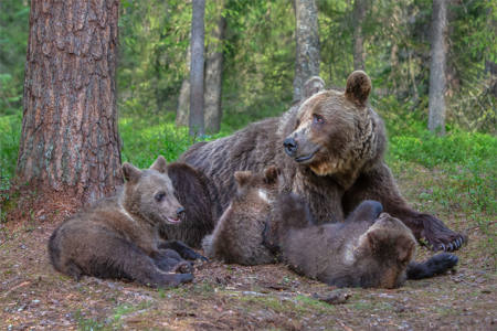 Mother And Cubs Brown Bears Finland