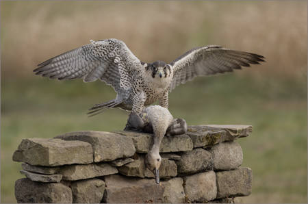 Gyr Falcon With Prey