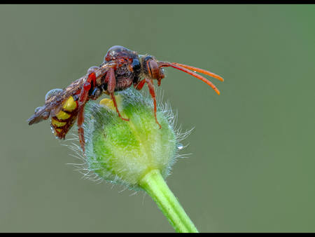 Nomad Bee In Morning Dew