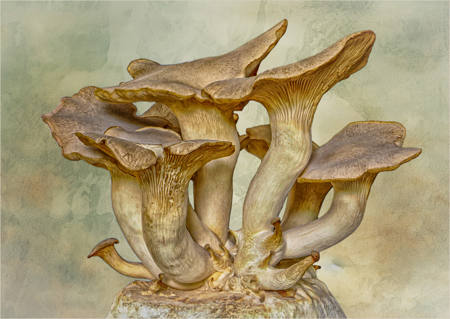 King Oyster Mushrooms