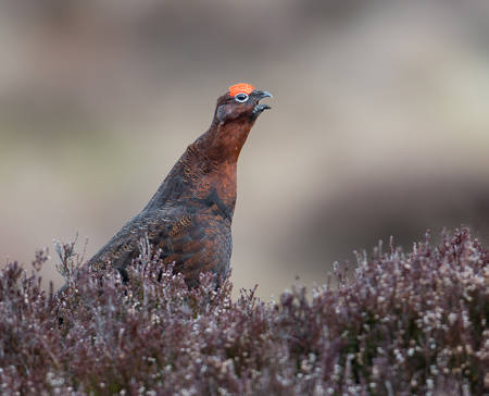 Red Grouse
