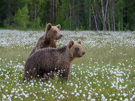 Brown Bear Cubs