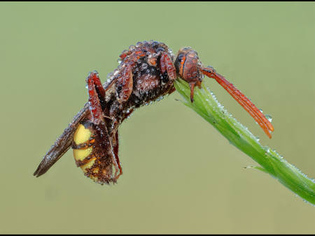 Nomad Bee In Mandibular Suspension Sleep