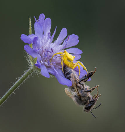Crab Spider With Honey Bee Prey