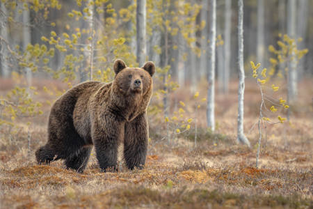 The Bear In The Woods